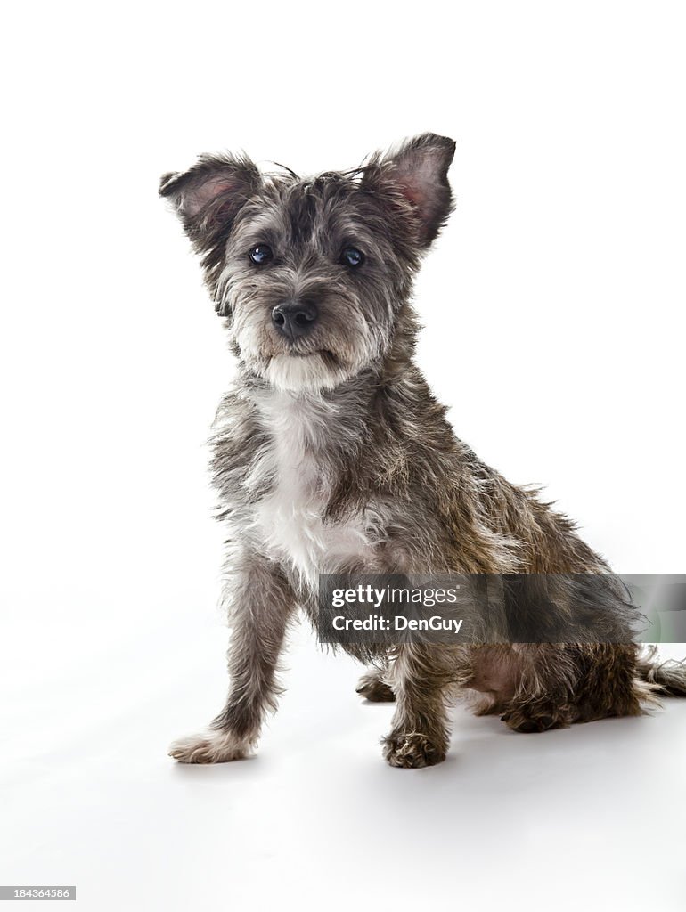 Small Cute Mixed Breed Dog Looks at Camera