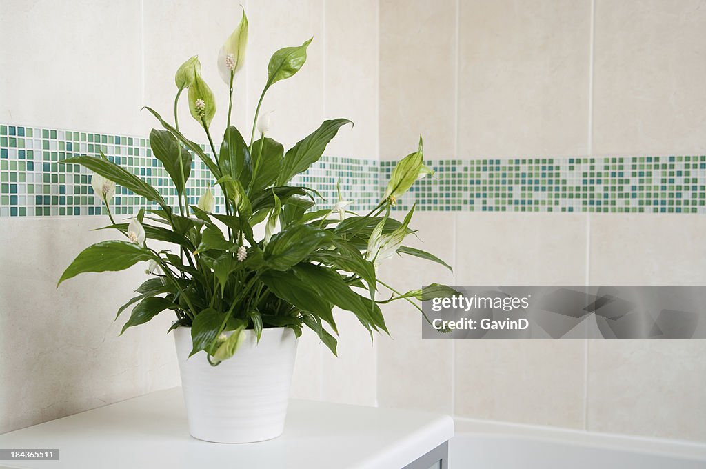 Spathiphyllum Peace Lily indoor plant
