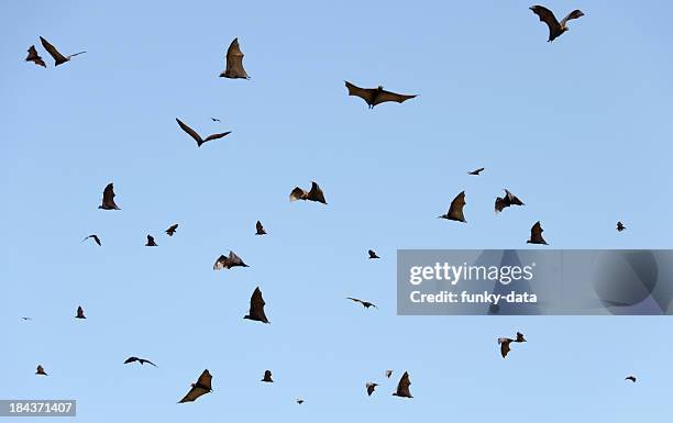 lots of flying fox - vampire silhouette stock pictures, royalty-free photos & images