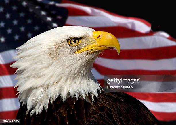 close up of bald eagle against american flag background - bald eagle with american flag stockfoto's en -beelden