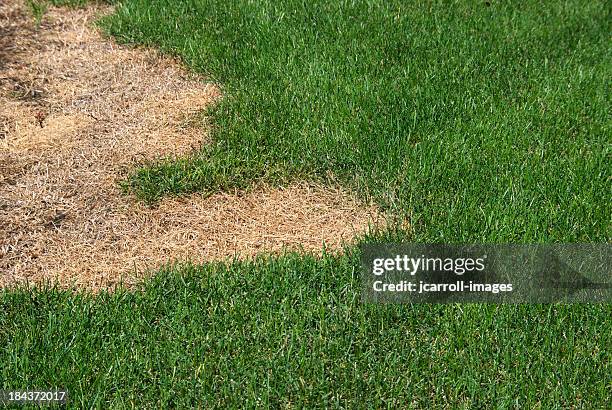 green lawn with dead spot. - rieten dak stockfoto's en -beelden