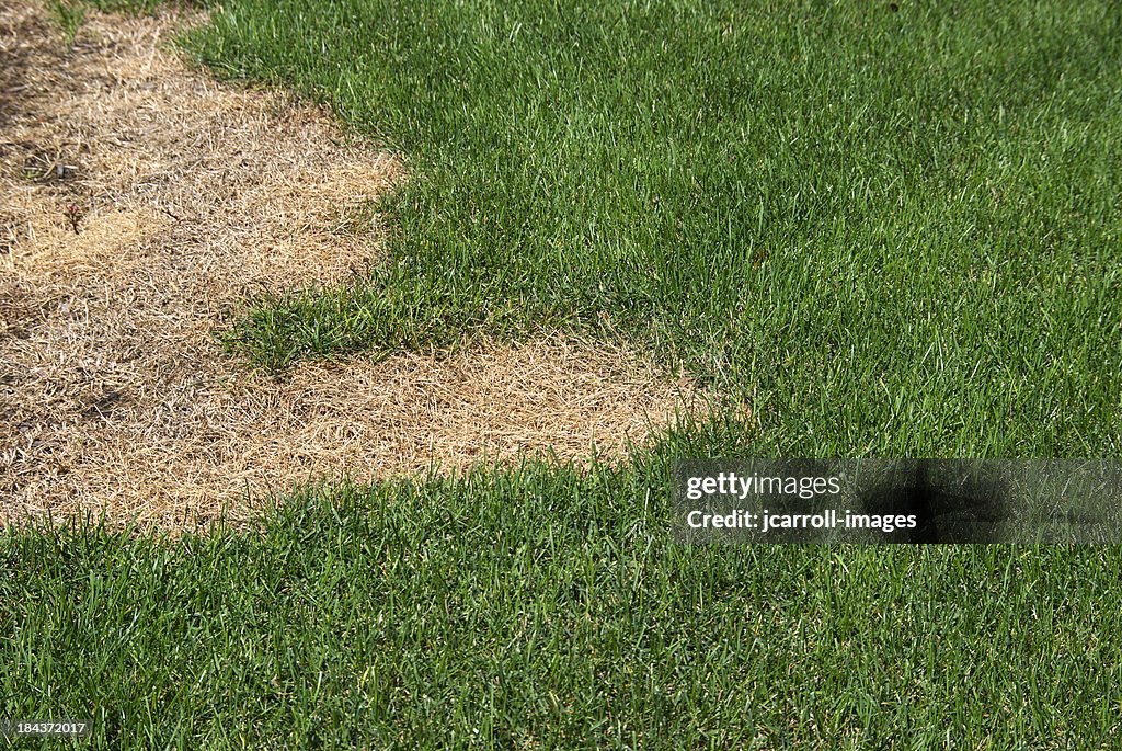 Green lawn with dead spot.