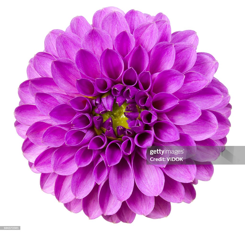 Dahlia