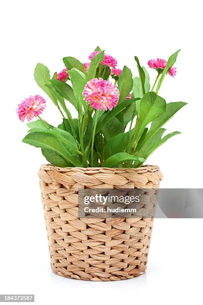 flower in woven pot isolated on white background - 花瓶 個照片及圖片檔