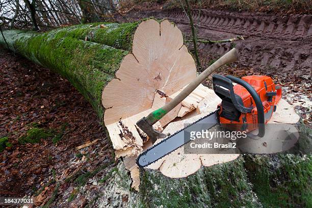 close-up of a cut down tree with a saw and ax on the trunk - taking off stock pictures, royalty-free photos & images