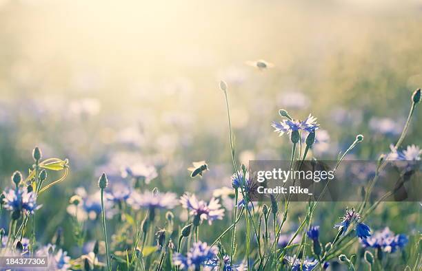 sommer-wiese - wildblume stock-fotos und bilder