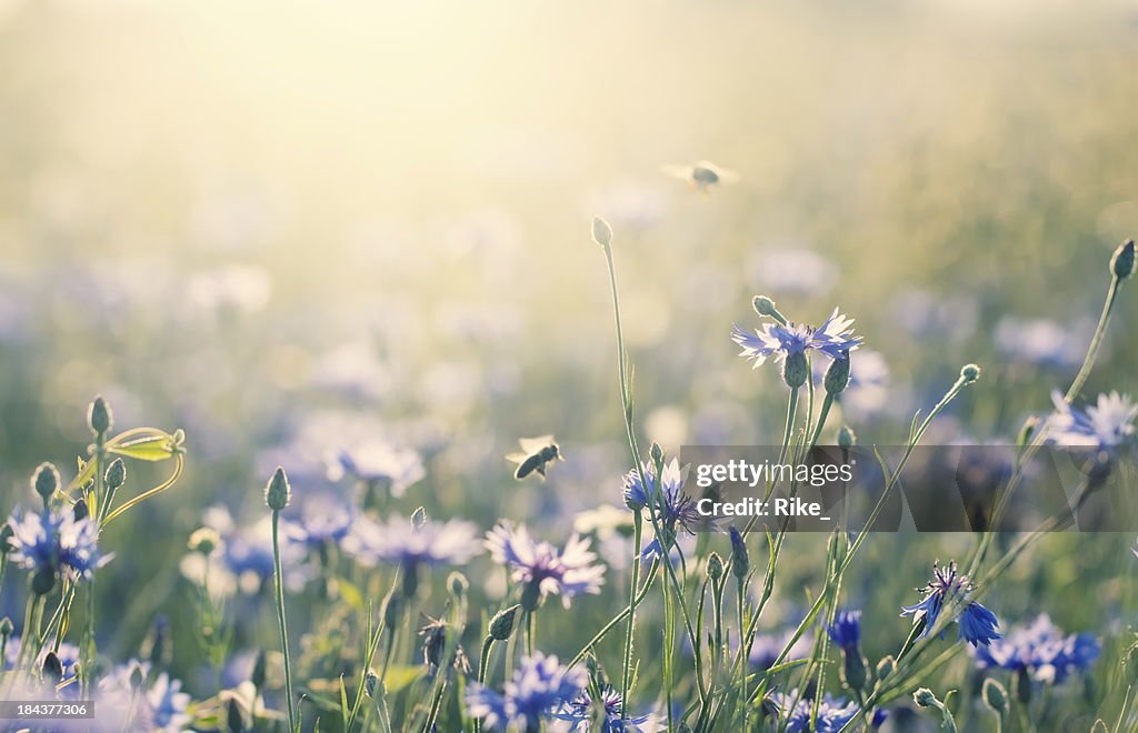 Summer meadow