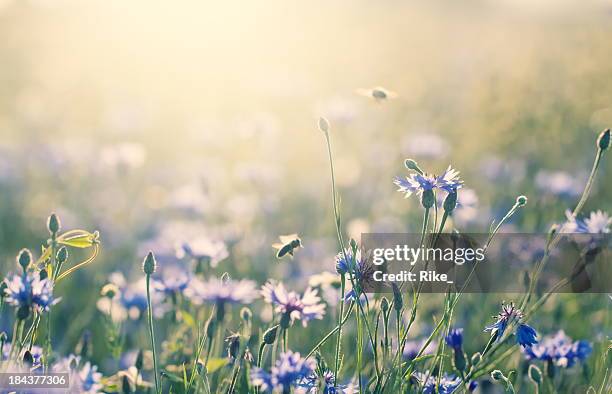 summer meadow - bee flower stock pictures, royalty-free photos & images