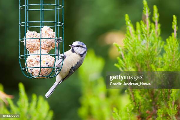 blue tit (cyanistes caeruleus) - tits stock pictures, royalty-free photos & images