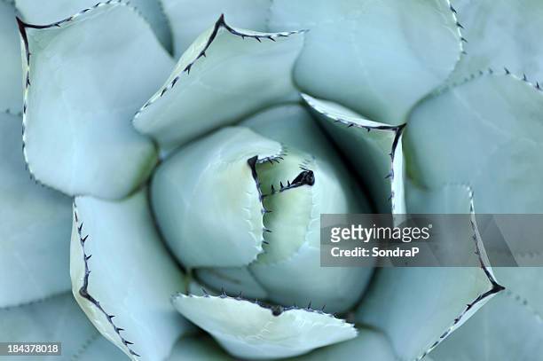 parry agave - blue agave plant stock pictures, royalty-free photos & images