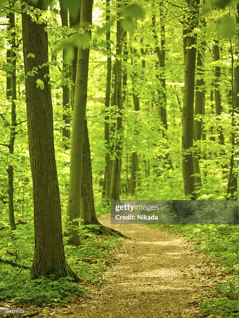 Waldweg