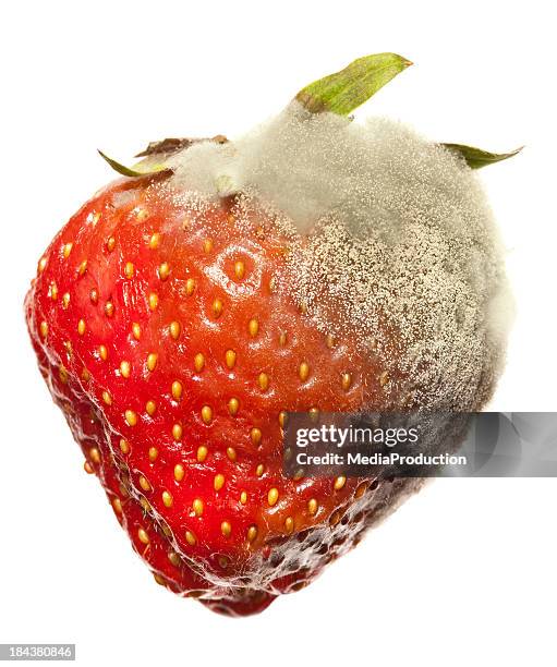 strawberry gray mold disease - rotting stockfoto's en -beelden