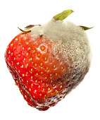 Strawberry Gray Mold disease
