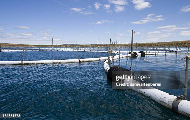port lincoln aquaculture - southern ocean fishing stock pictures, royalty-free photos & images