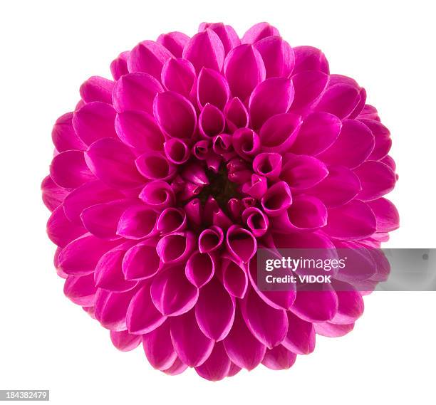 dahlia - dahlia stock pictures, royalty-free photos & images