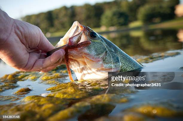 lipping a bass - fishing hook worm stock pictures, royalty-free photos & images