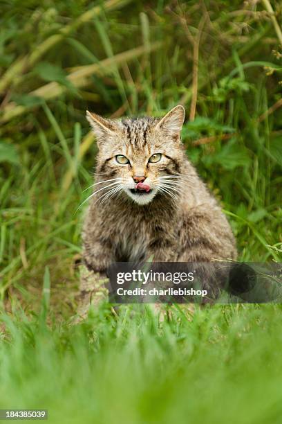 scottish wildcat licking his lips - wildcats stock pictures, royalty-free photos & images