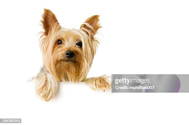 silky terrier - happy dog on white stock-fotos und bilder