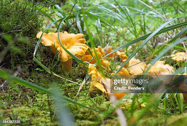 forest gifts - cantharellus cibarius stock pictures, royalty-free photos & images