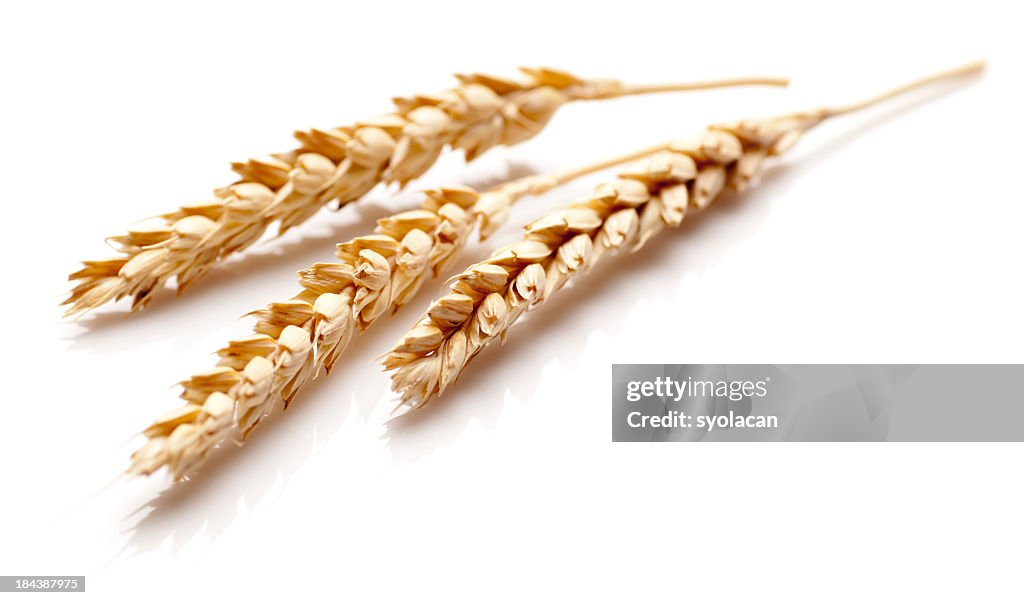 White Wheat ears