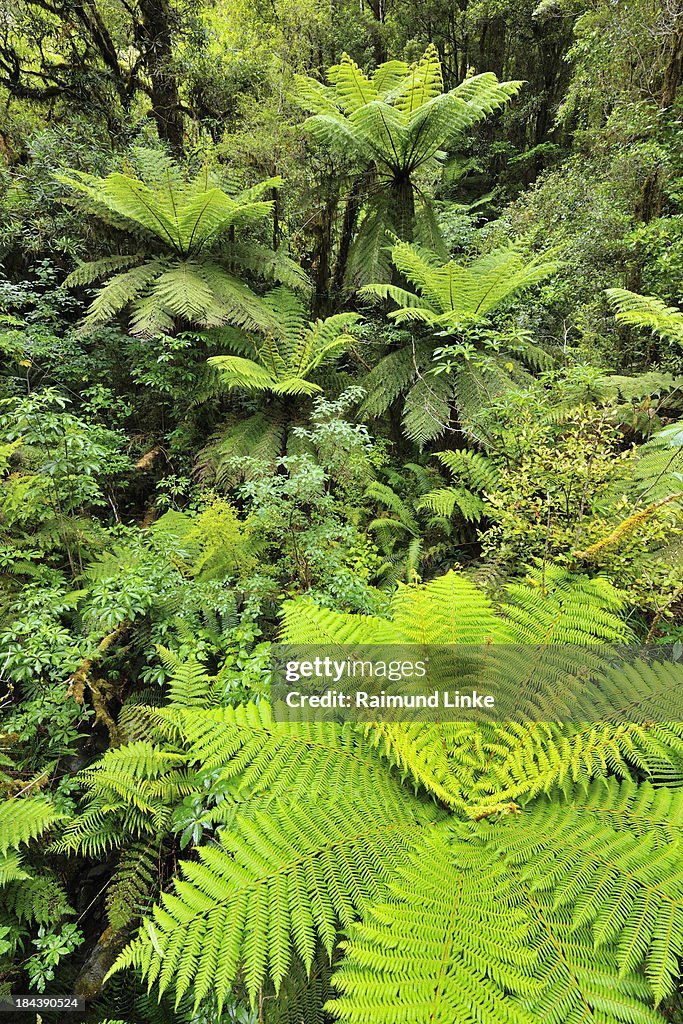 Fern in Temperate Rain Forest