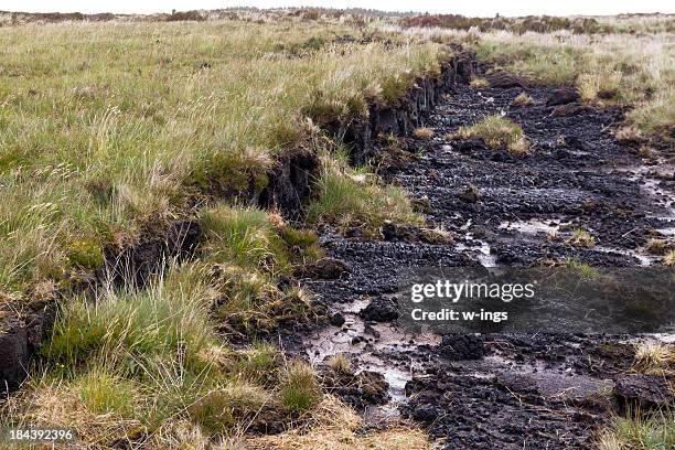 peatland - veenmoeras stockfoto's en -beelden