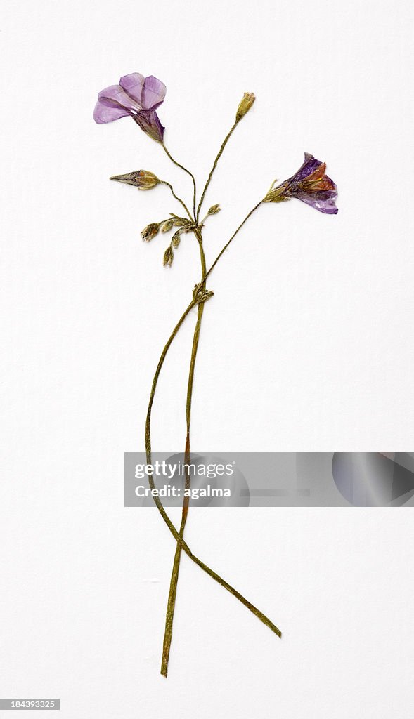 Dried Flowers