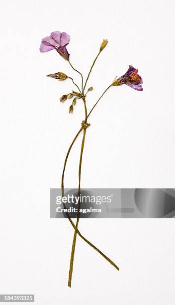 dried flowers - dried stock pictures, royalty-free photos & images