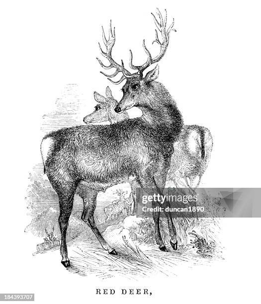 red deer - venison stock illustrations