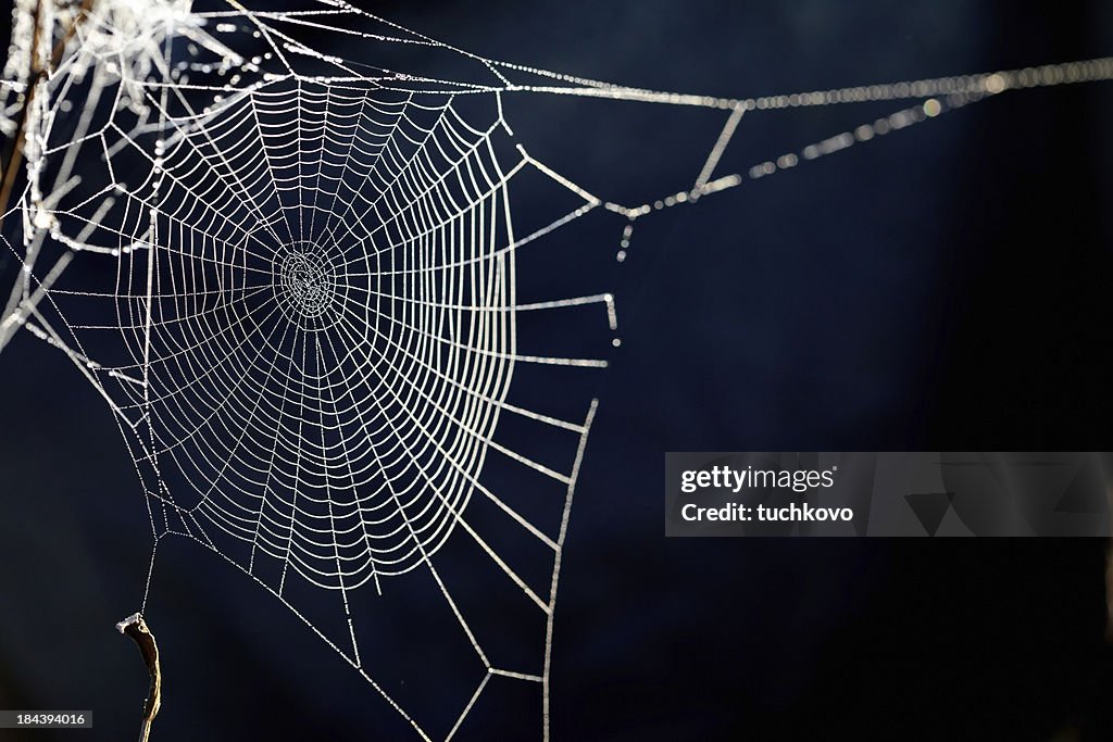 Spider web. XXXL