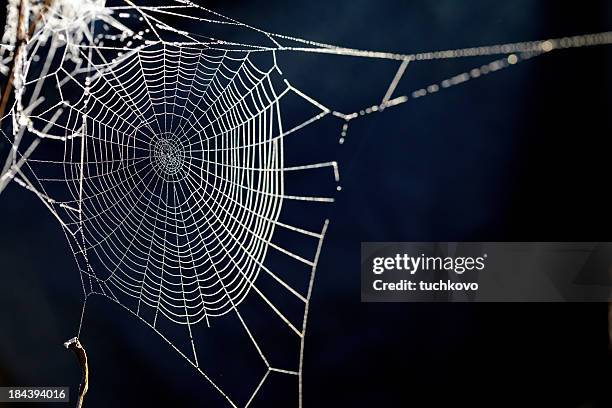 spider web. xxxl - spider web stock pictures, royalty-free photos & images