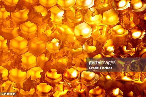 honeycomb - honingraat stockfoto's en -beelden