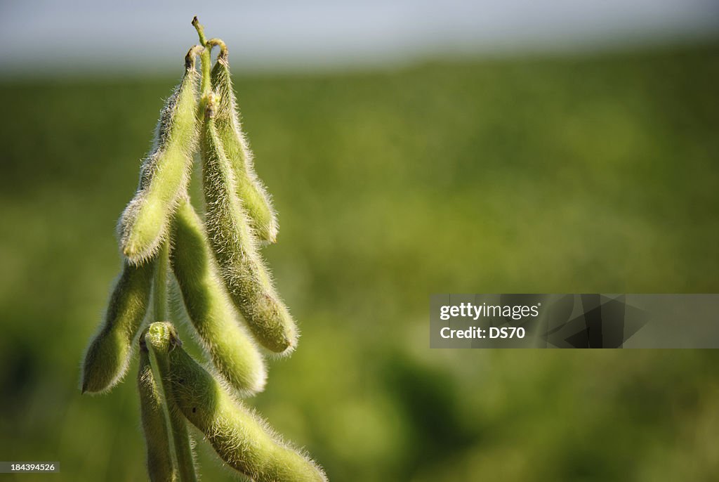 Soybean pods