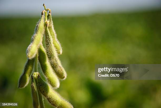 soybean pods - soybean harvest stockfoto's en -beelden