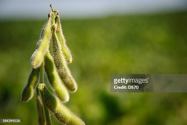 soybean pods - 大豆 個照片及圖片檔