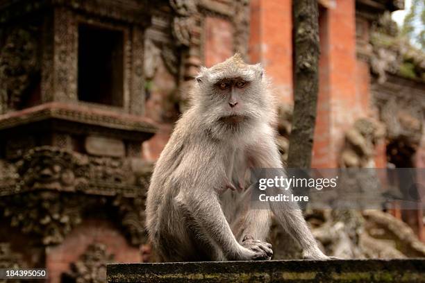 curious macaque - ubud stock pictures, royalty-free photos & images