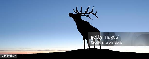 xl elk silhouette - deer antler silhouette stock pictures, royalty-free photos & images