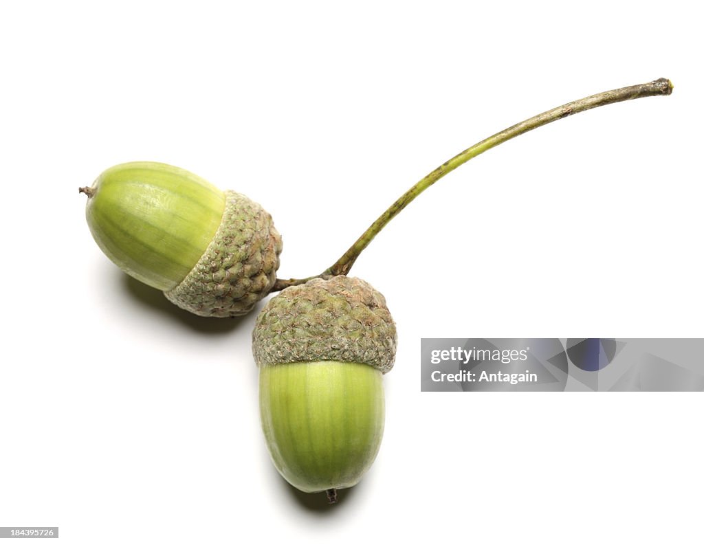 Bellotas