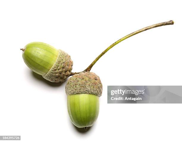 acorns - acorn stock pictures, royalty-free photos & images