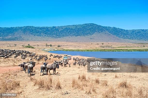 safari fahrzeuge in der mitte des wildebeests, ngorongorokrater - horn of africa stock-fotos und bilder