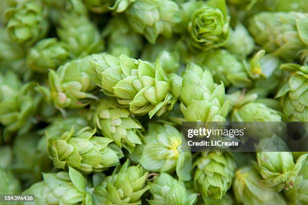 cascade hops - hops crop stock pictures, royalty-free photos & images