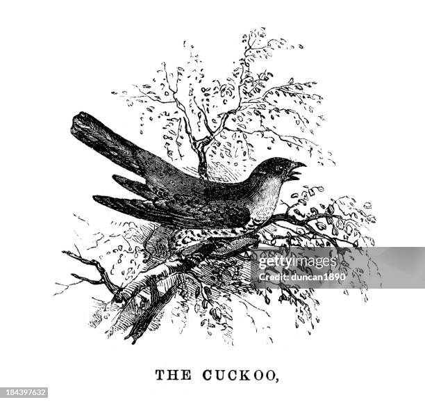 cuckoo - cuckoo bird stock illustrations