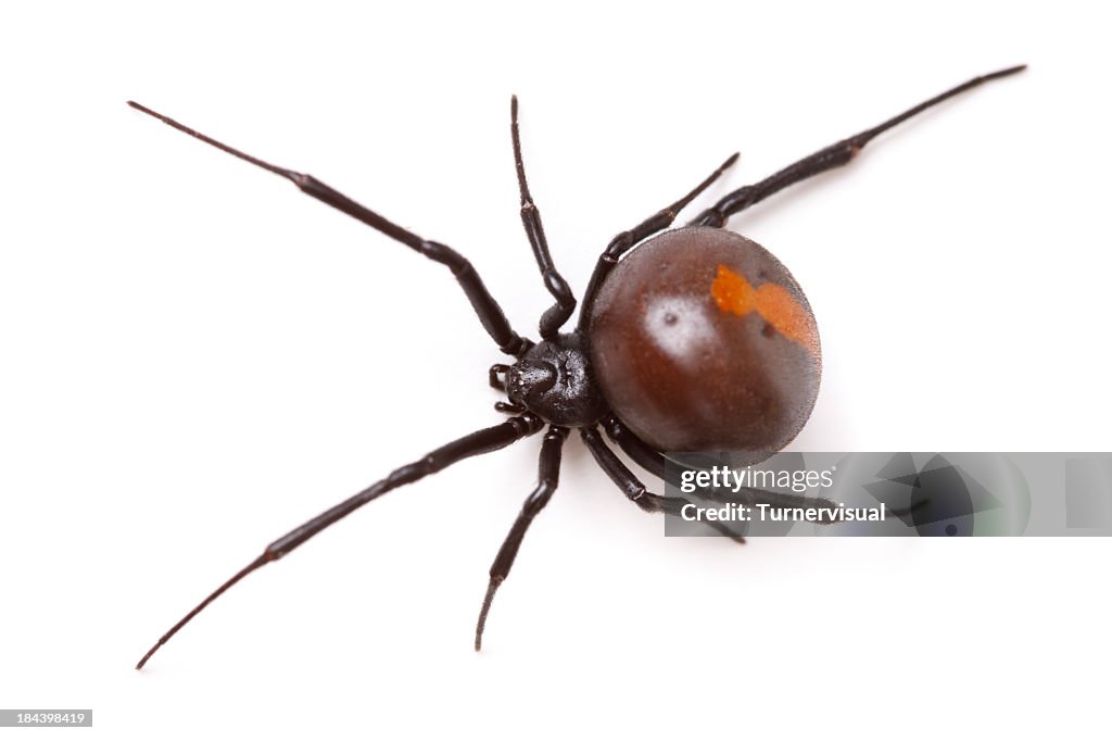 Redback Spider (Latrodectus Hasselti) Isolated