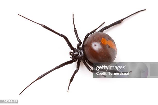 redback spider (latrodectus hasselti) isolated - redback spider stock pictures, royalty-free photos & images