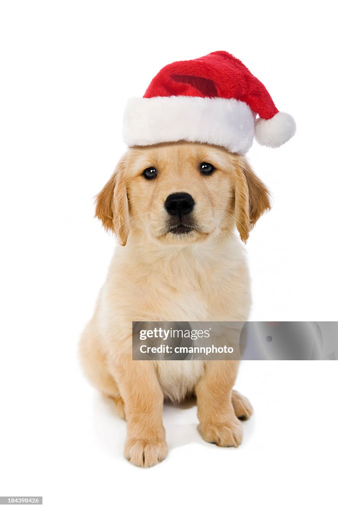 Cute puppy wearing a Santa hat, white background