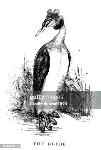 Grebe Grebe