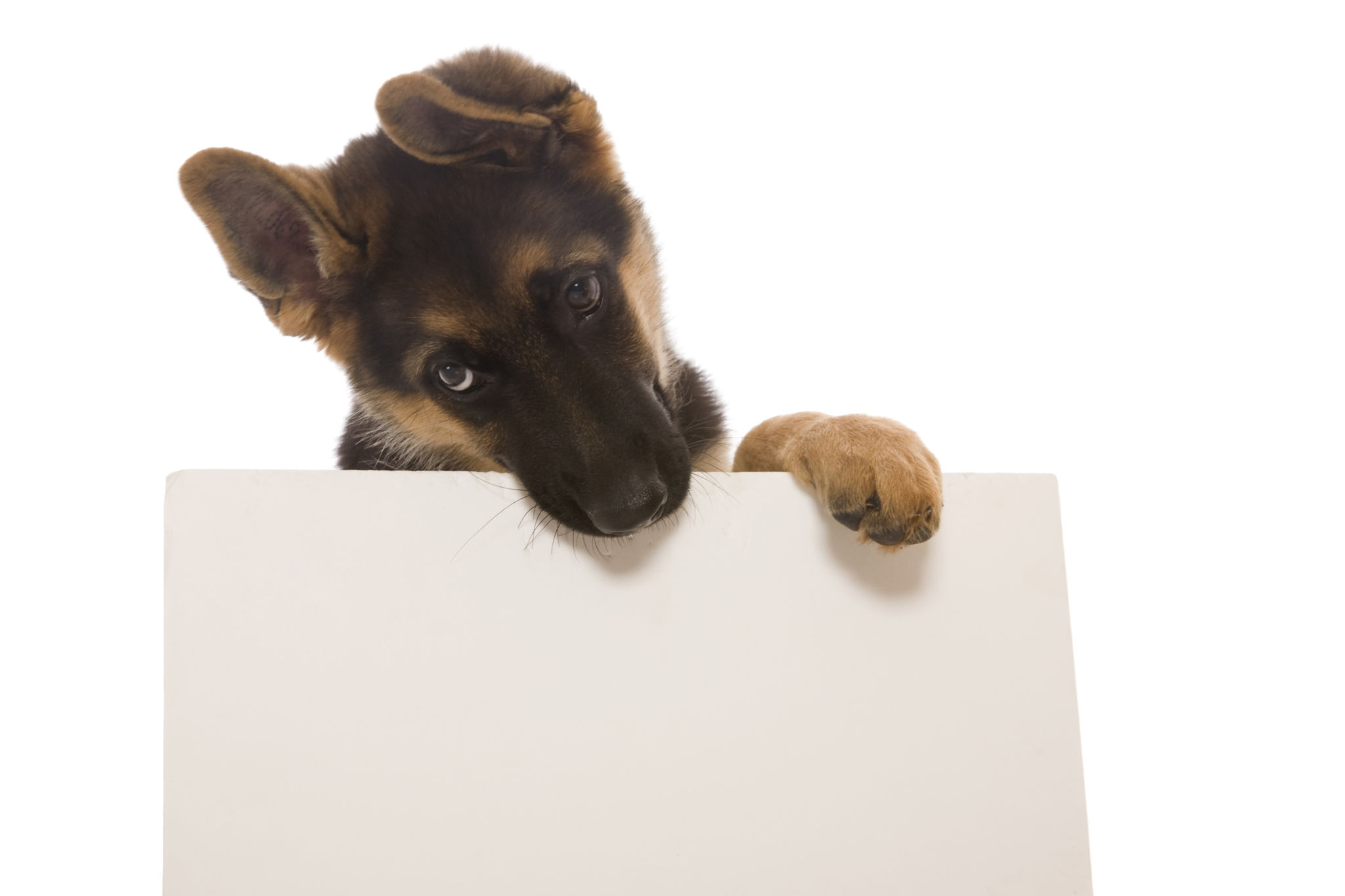 german shepherd puppy supplies