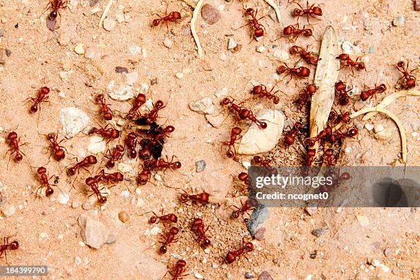 Vermelho Formigas, Foto de stock