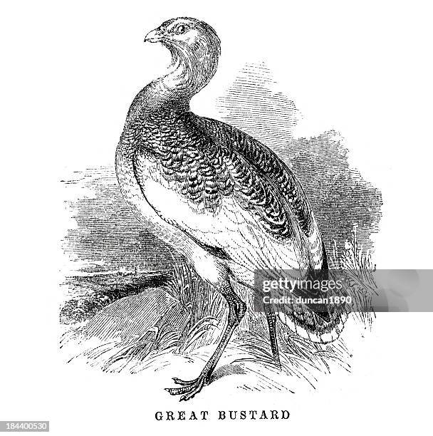 great bustard - great bustard stock illustrations