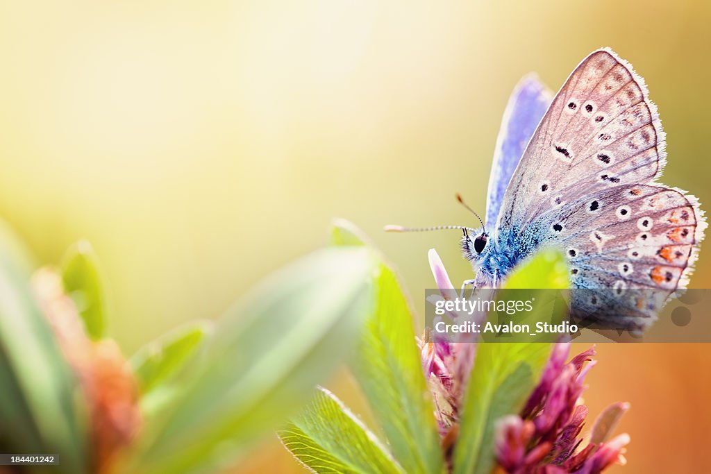 Maculinea arion butterfly